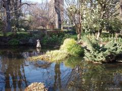 Pond, Fitzroy Gardens